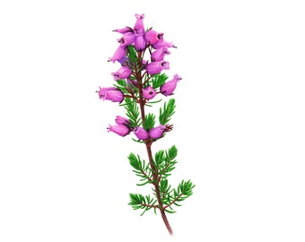 May include: A single stem of pink heather flowers with green leaves. The flowers are clustered together at the top of the stem.