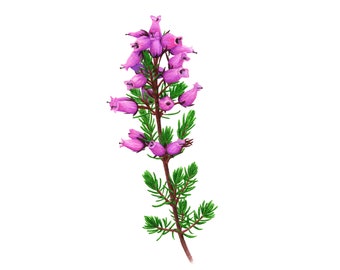 Scottish Bell Heather - Fine Art Print