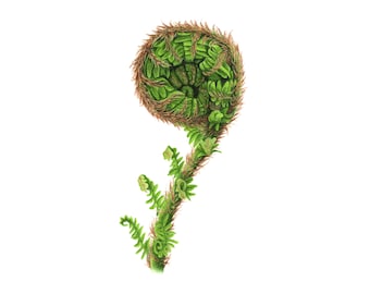 Fern Shoot - Fine Art Print