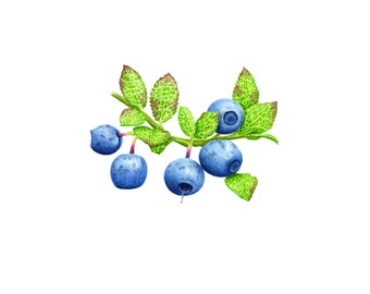 Wild Bilberries - Fine Art Print