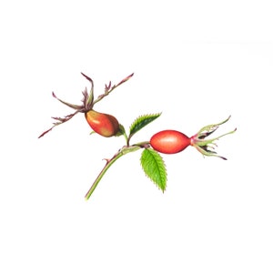 Wild Rosehips - Fine Art Print