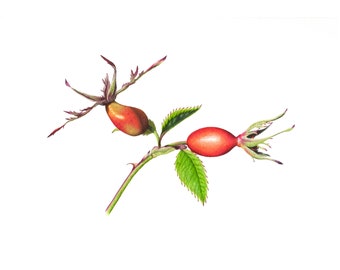 Wild Rosehips - Fine Art Print