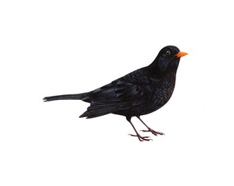 Blackbird - Fine Art Print