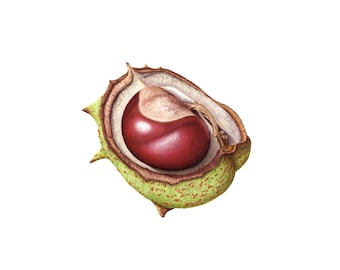 Conker - Fine Art Print