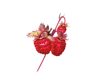 Wild Strawberries - Fine Art Print