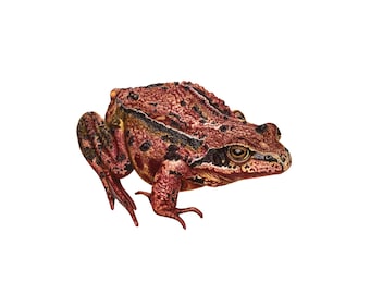 Common Frog - Fine Art Print