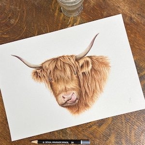 Puede incluir: Una pintura de acuarela de una vaca Highland con un largo y peludo abrigo de piel marr&oacute;n. La vaca est&aacute; mirando al espectador con la lengua fuera. La pintura est&aacute; sobre un fondo blanco.