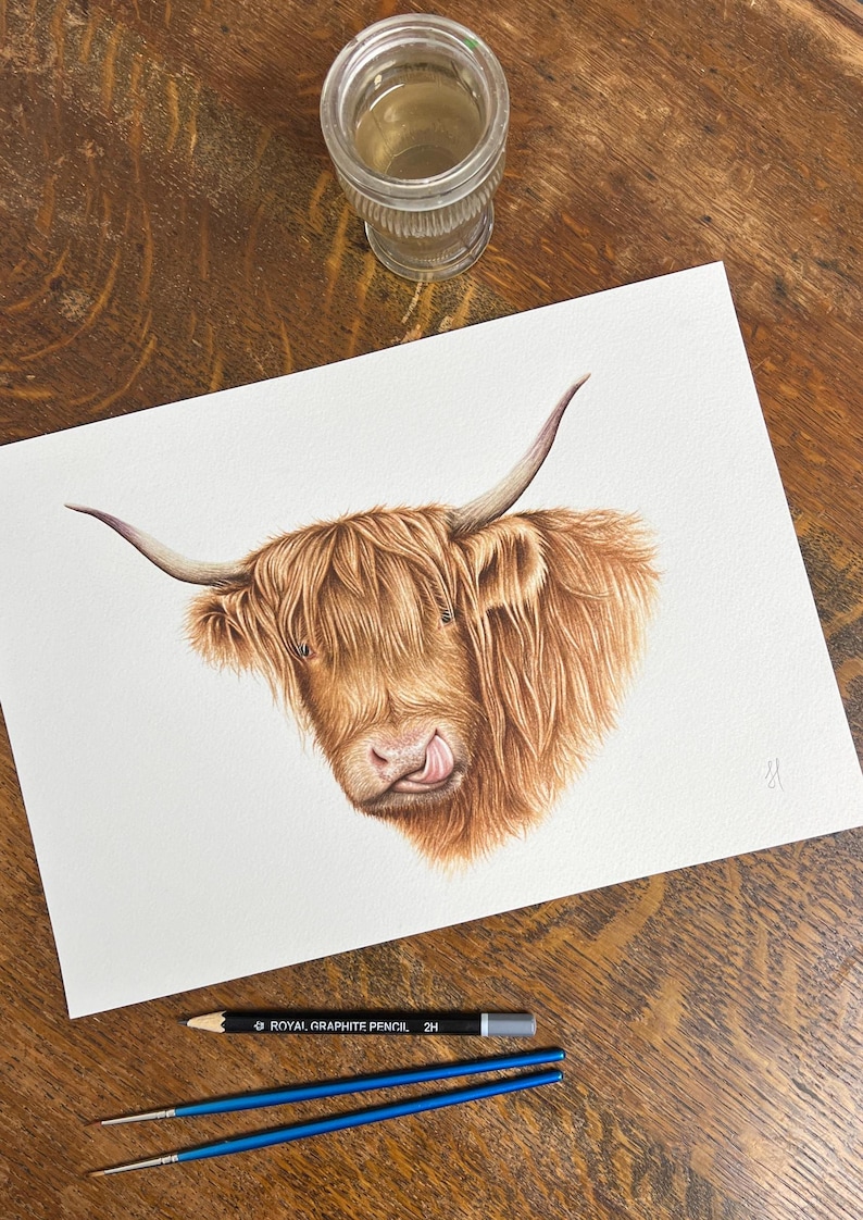 Puede incluir: Una pintura de acuarela de una vaca Highland con un largo y peludo abrigo de piel marr&oacute;n. La vaca est&aacute; mirando al espectador con la lengua fuera. La pintura est&aacute; sobre un fondo blanco.