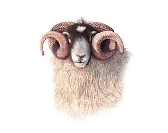 Scottish Sheep - Fine Art Print