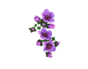 May include: A watercolor painting of a cluster of purple flowers with green leaves. The flowers are in various stages of bloom, with some fully open and others still in bud.
