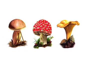 Trio of Mushrooms - Fine Art Print