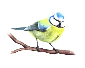 Blue Tit - Fine Art Print