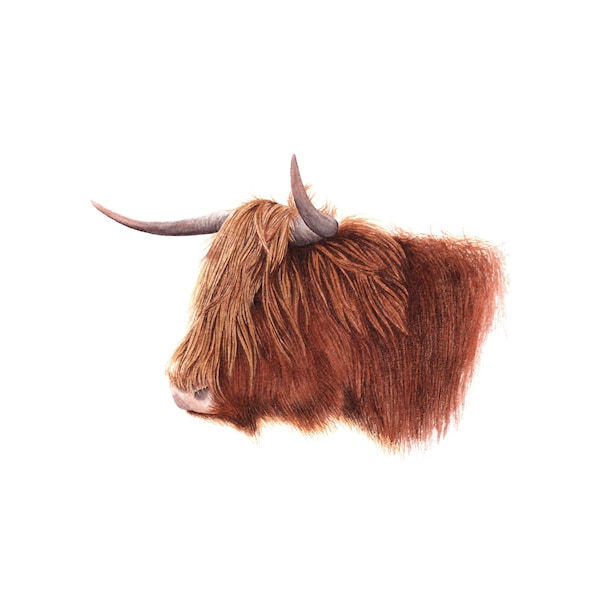 Highland Coo-Fine Art Print