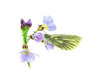 Butterfly & Wild Flower - Fine Art Print