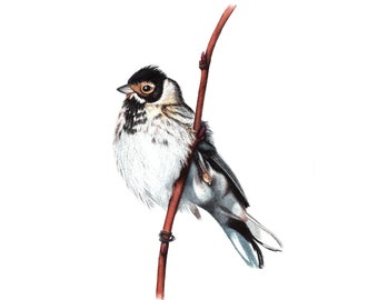 Reed Bunting - Fine Art Print