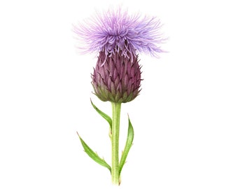 Culloden Thistle - Fine Art Print