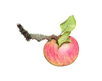 Apple - Fine Art Print