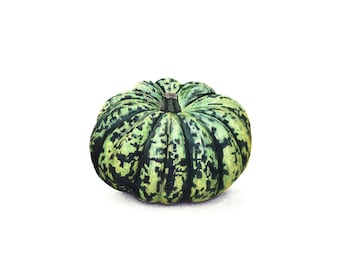 Green Pumpkin - Fine Art Print