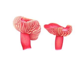 Waxcap Mushrooms - Fine Art Print