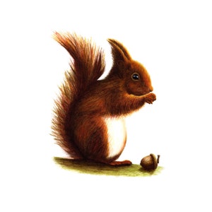 Red Squirrel - Fine Art Print