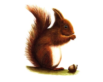 Red Squirrel - Fine Art Print