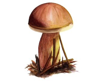 Cep Mushroom - Fine Art Print