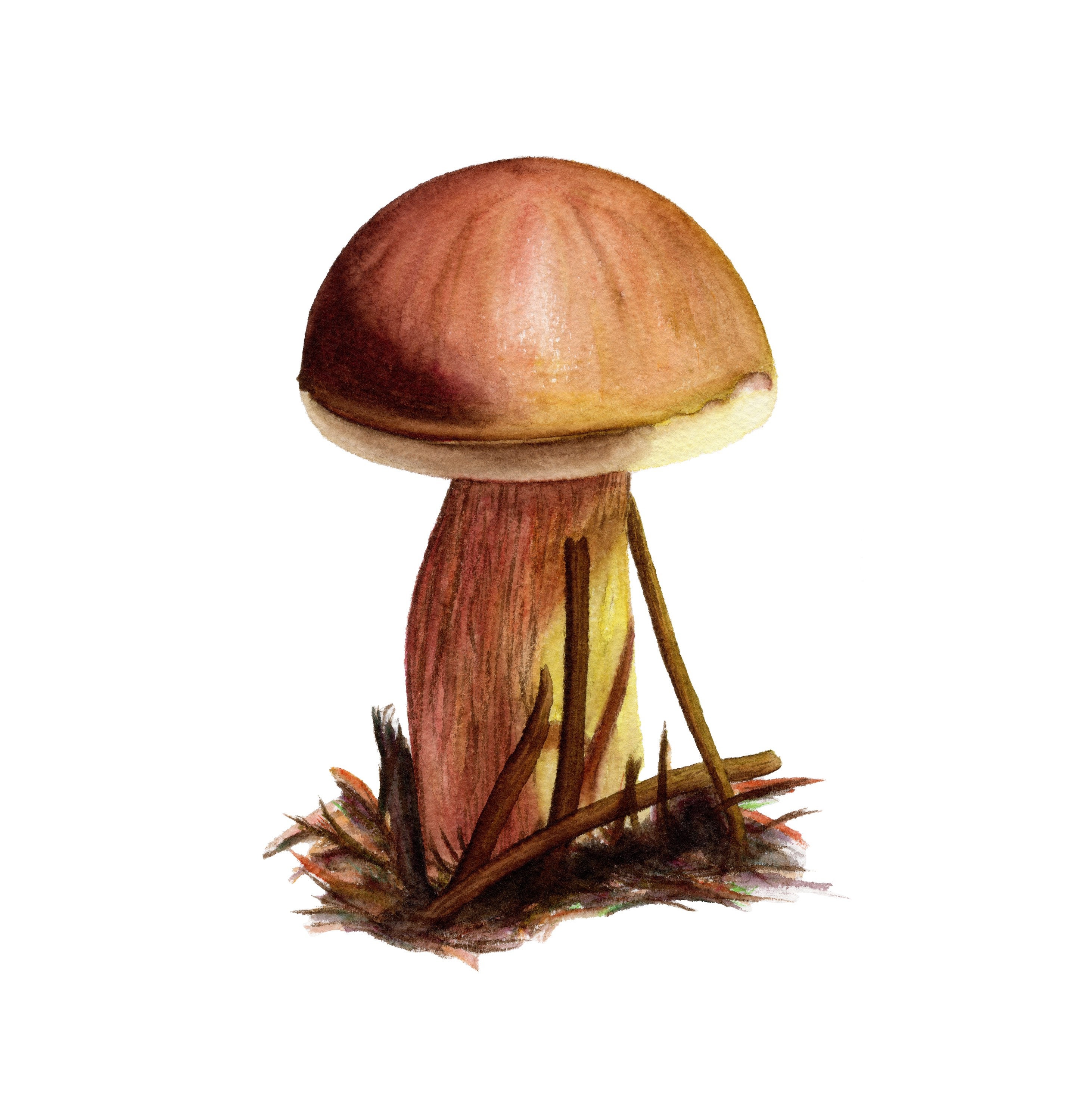 Steinpilz - Fine Art Print