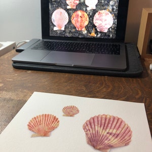 Scottish Scallop Shells Fine Art Print image 3