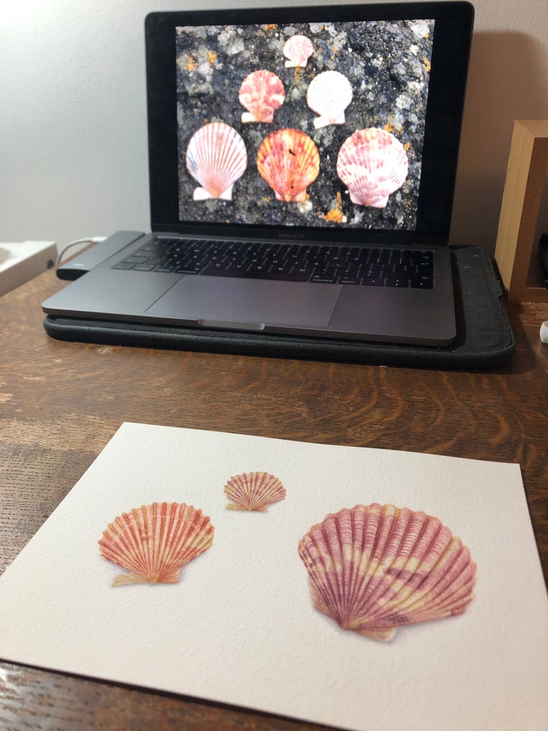 Scottish Scallop Shells Fine Art Print image 3