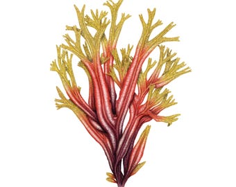 Horned Wrack Seaweed - Fine Art Print