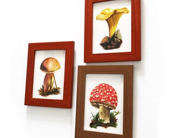 Wild Mushrooms - Trio of Prints