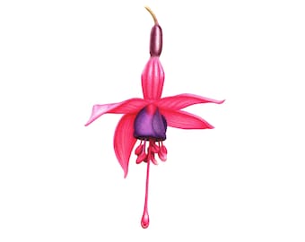 Fuchsia Blossom - Fine Art Print