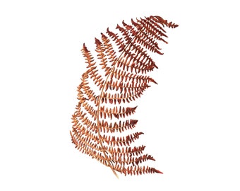 Bracken Leaf - Fine Art Print