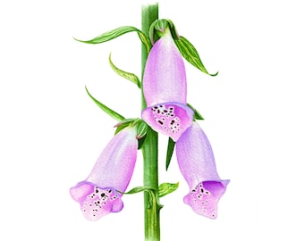 Fingerhüte - Fine Art Print