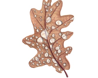 Water Droplets, Oak Leaf - Fine Art Print