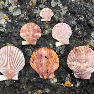 Scottish Scallop Shells Fine Art Print image 4