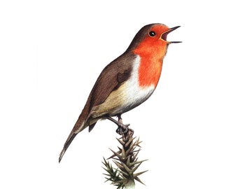 Robin - Fine Art Print