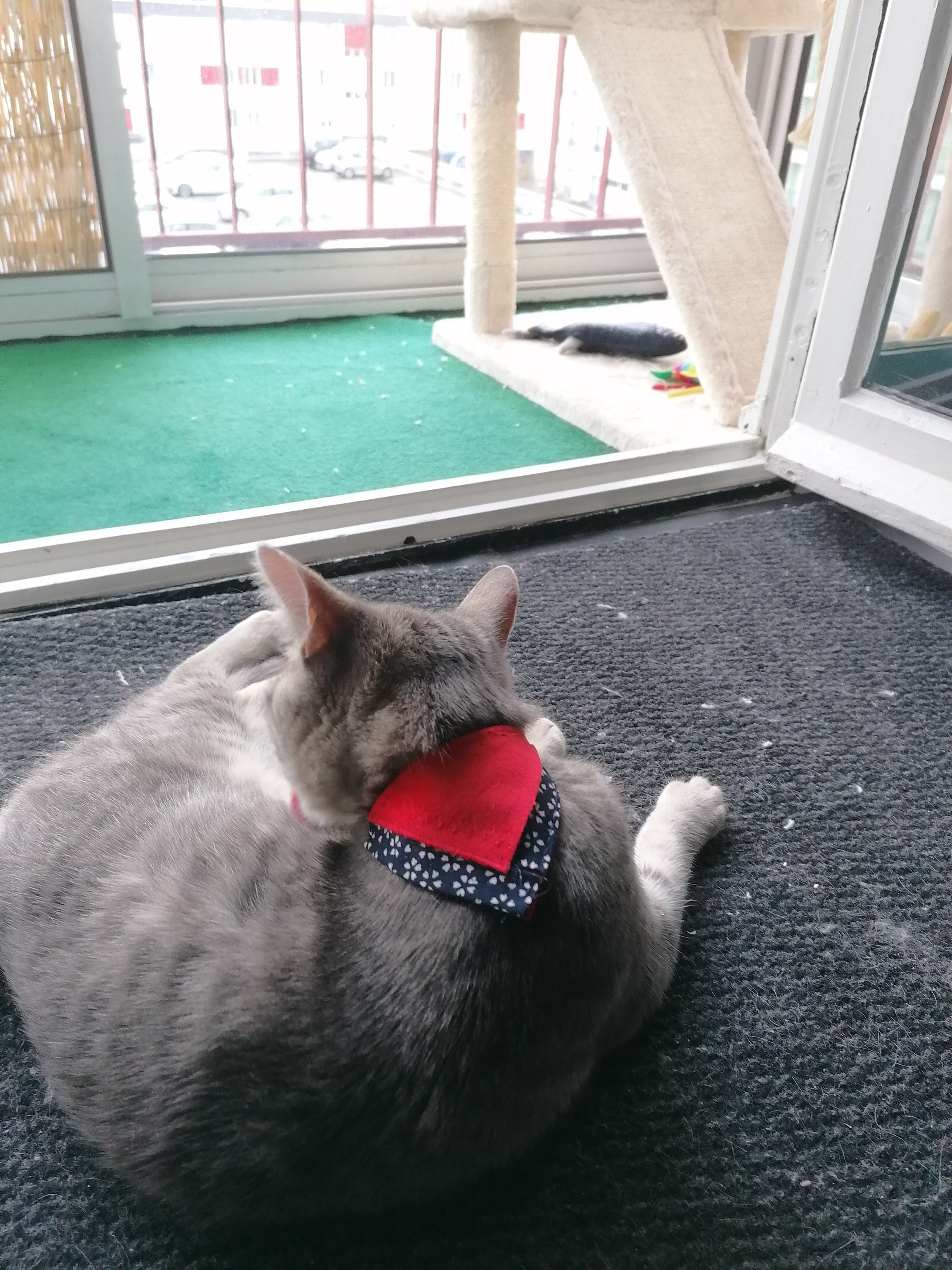 Bandana Animaux de Compagnie