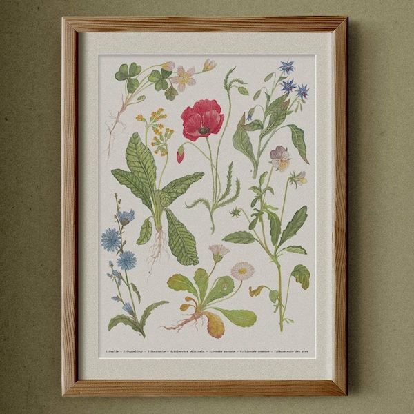 Affiche botanique ⦙ A4 - 30x40 ⦙ Fleurs des champs aquarelle