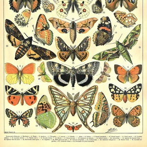 Könnte beinhalten: Eine Vintage-Illustration von 32 verschiedenen Arten von Schmetterlingen und Motten. Die Schmetterlinge und Motten sind in verschiedenen Farben dargestellt, darunter Gelb, Orange, Braun, Grün und Schwarz. Die Illustration ist mit "Papillons" beschriftet und enthält die wissenschaftlichen Namen jedes Insekts.
