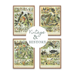 May include: Four framed vintage bird prints with detailed illustrations of various bird species. The prints are in wooden frames and feature a variety of colorful birds. The text "Vintage & History" is in a white circle in the center.