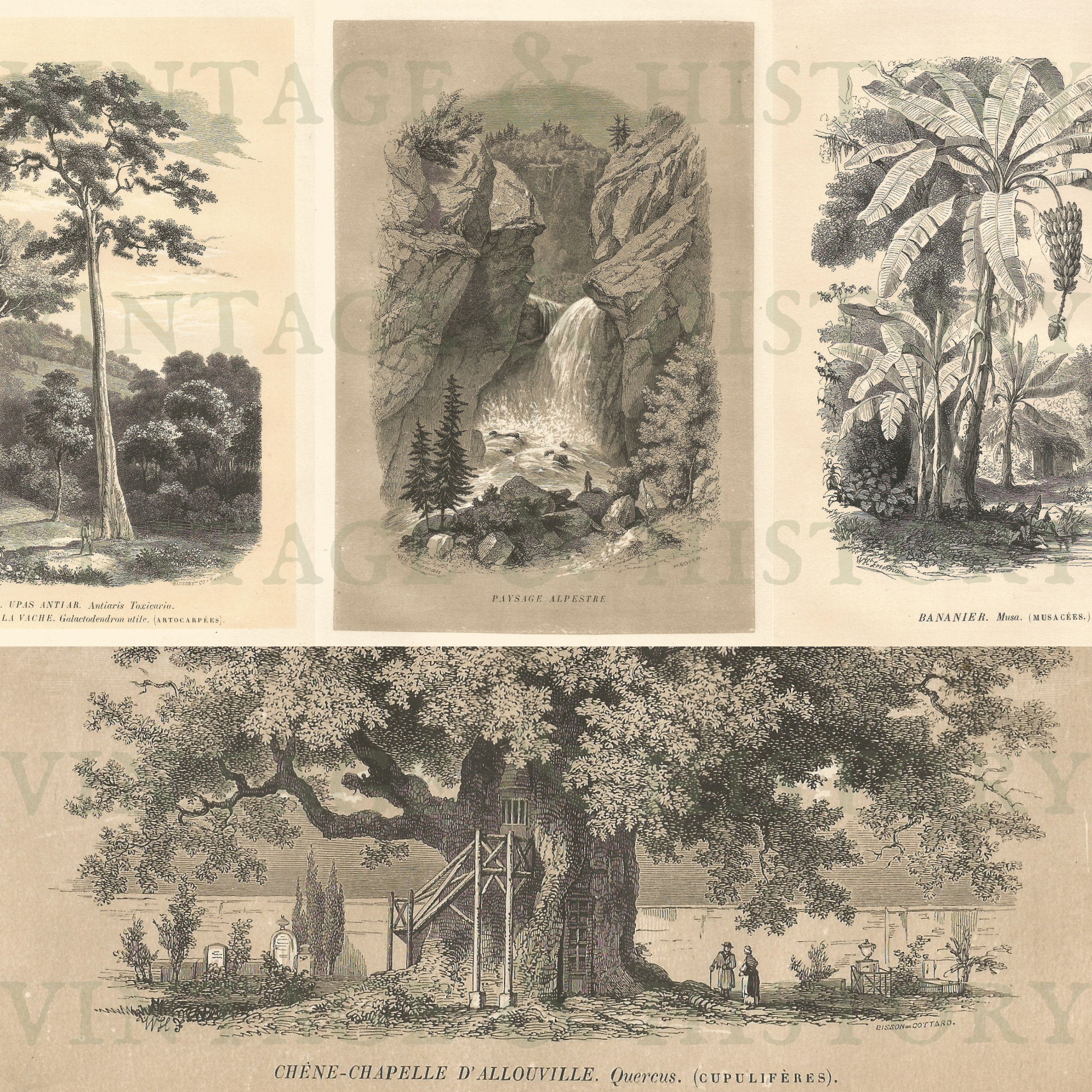 Engravings In Trees 19th Century Nature Prints of Trees by Botanist Emmanuel Maout ...