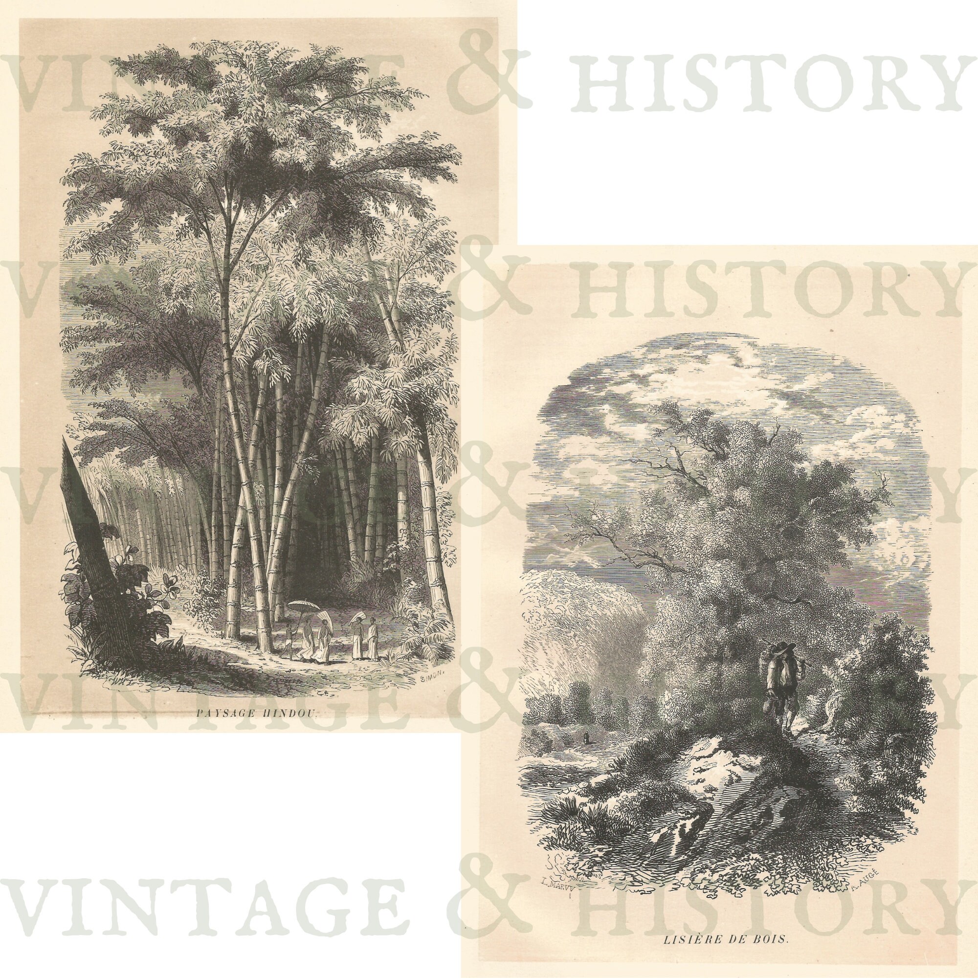 Engravings In Trees 19th Century Nature Prints of Trees by Botanist Emmanuel Maout ...