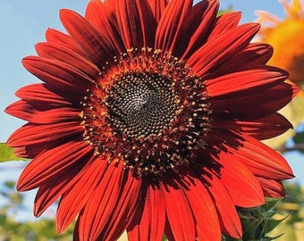 Red Sunflowers Rare Velvet 20 seeds Organic Plants Garden Colorful