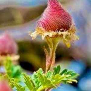 Puede incluir: Primer plano de un capullo de flor rosa y blanco con p&eacute;talos peludos. El capullo est&aacute; rodeado de hojas verdes.