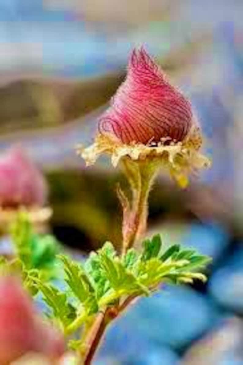 Puede incluir: Primer plano de un capullo de flor rosa y blanco con p&eacute;talos peludos. El capullo est&aacute; rodeado de hojas verdes.