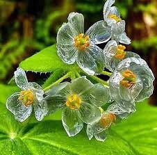 20 skeleton glass warrior, Boria Seeds Plants Garden Planting Colorful Rare Bonsai blue/clear Hybrid Organic diphylleia grayi