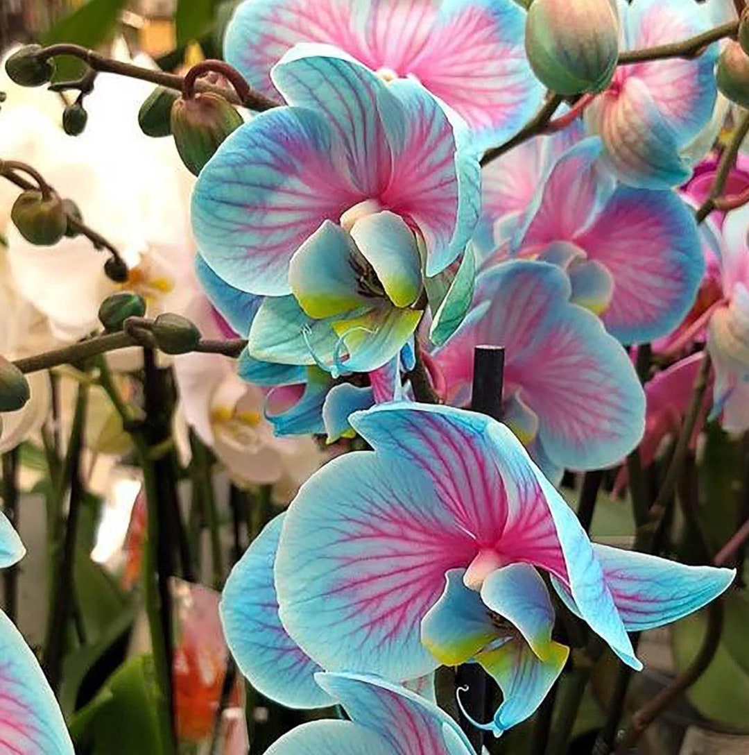 1 Coastline Elegance Orchid Tuber Bulb, Flower Plant Lawn Incredibly ...