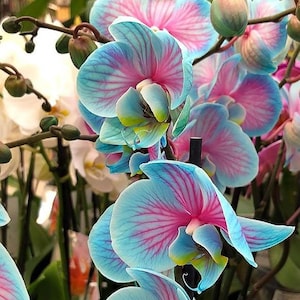 May include: Close-up of vibrant orchid flowers with blue petals and pink veining. The orchid's center is a mix of pink and yellow. The image showcases multiple blooms and buds, creating a lush floral display. Other white orchids are visible in the background.