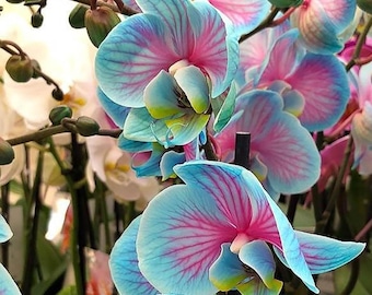 1 coastline elegance orchid tuber bulb, flower plant lawn incredibly beautiful bulbs